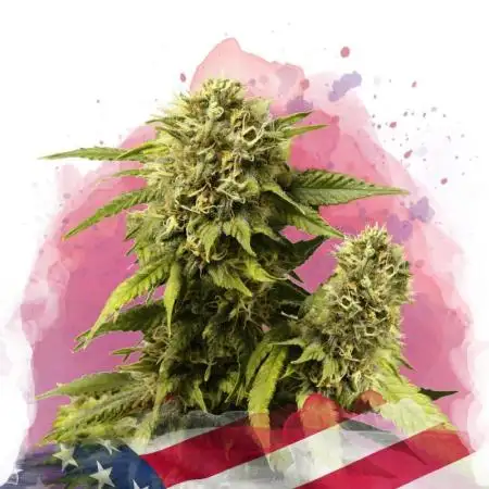 New Year Nirvana Grow