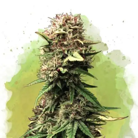 No name Auto
