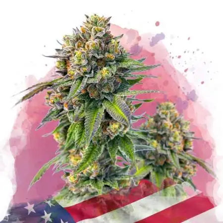 Nirvana Grow Zkittelz
