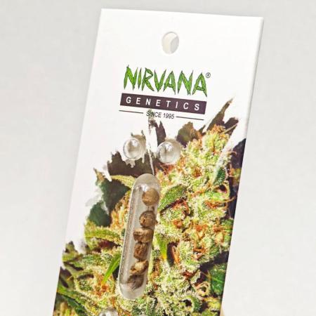 Auto Nirvana 2026!