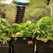 Grow no. 3