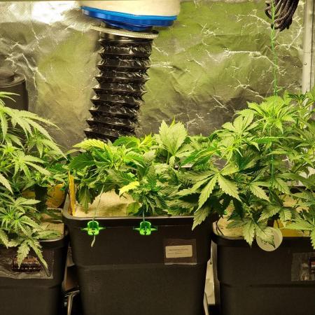 Grow no. 3