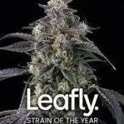 Super Boof - DAMN✅