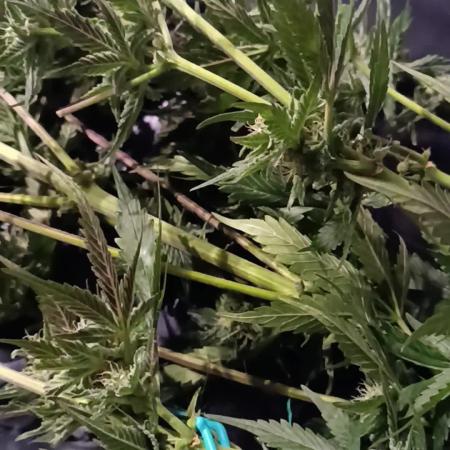 Fast Bud🏎️ Big Bud✂️