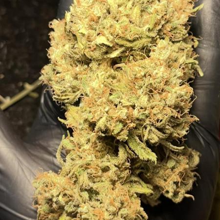 Purple Punch by Barney‘s Farm