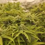 Sugar Cane - In House Genetics