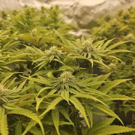 Sugar Cane - In House Genetics