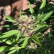Slushberry Mintz - Outdoor vs Indoor