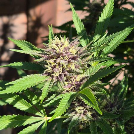 Slushberry Mintz - Outdoor vs Indoor
