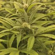 Midnight Lemonade - HNNY HMP