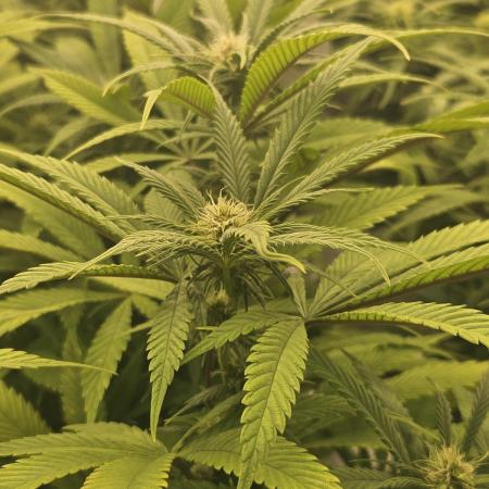 Midnight Lemonade - HNNY HMP