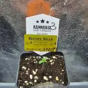 Honey Bear #3 - Humboldt Seed Company