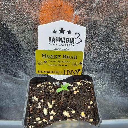 Honey Bear #3 - Humboldt Seed Company