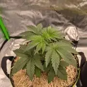 Honey Bear #3 - Humboldt Seed Company