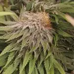 Celery Mutation - Lemon Orange