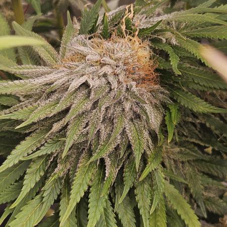 Celery Mutation - Lemon Orange