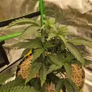 Zoapz 34 - HnnyHmp