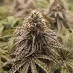 Sugar Cane - In House Genetics