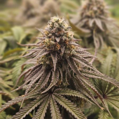 Sugar Cane - In House Genetics