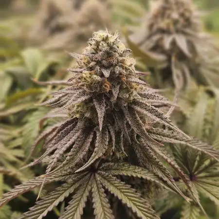 Sugar Cane - In House Genetics