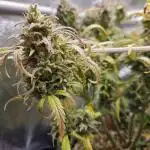 Lemon Cherry Gelato Auto R3 #2 / Winter Basementgrow 12/12
