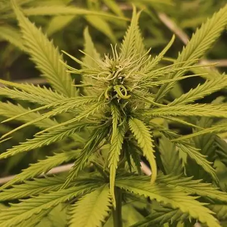 White Apricot Z - Gasstationseeds