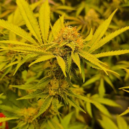 Gas Gimlet - Wizard Trees #3