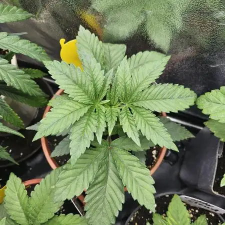 Gas Gimlet #1 & #2 - Wizard Trees