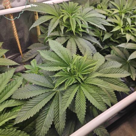 Gas Gimlet #1 & #2 - Wizard Trees