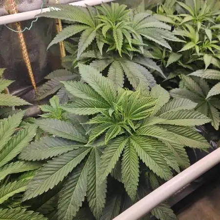Gas Gimlet #1 & #2 - Wizard Trees