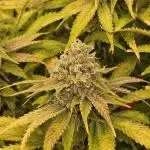 Gelato-K