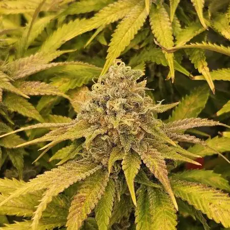 Gelato-K