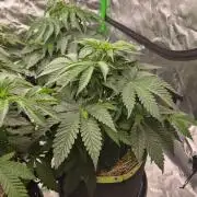Honey Bear #2 - Humboldt Seed Company