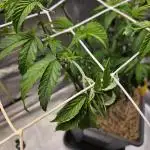 Gas Gimlet #1 & #2 - Wizard Trees