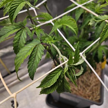 Gas Gimlet #1 & #2 - Wizard Trees