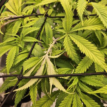 Midnight Lemonade - HNNY HMP