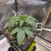 Sugar Cane #3 - In House Genetics