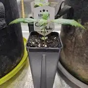 California Sour Diesel Auto Winter grow