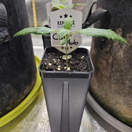 California Sour Diesel Auto Winter grow