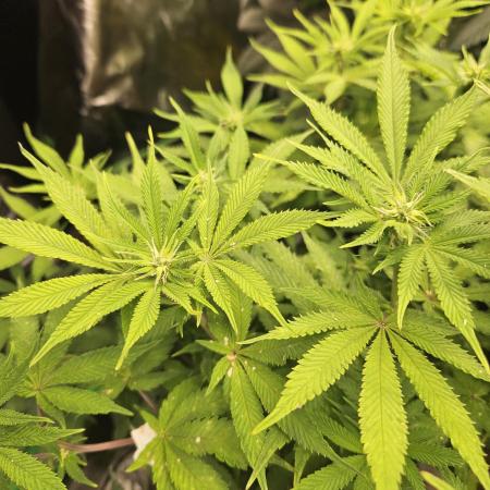 Geist Grow – Geist Grow OG S1