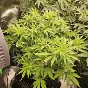 Geist Grow – Geist Grow OG S1