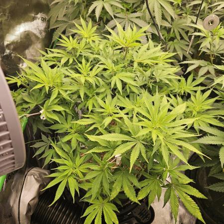 Geist Grow – Geist Grow OG S1