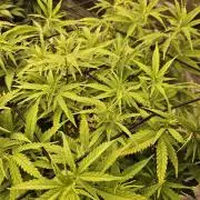 Mimosa Dream - Kannabia