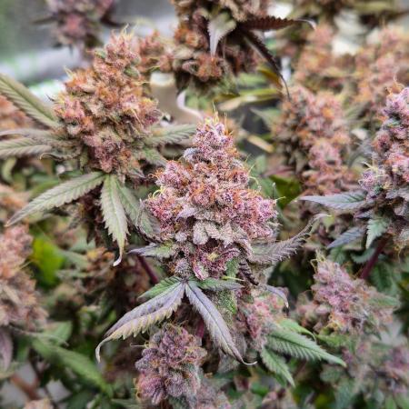 Slushberry Mintz - Outdoor vs Indoor