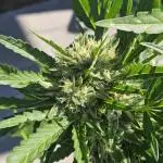 OG Sour Runtz Auto Outdoor