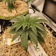 Gas Gimlet - Wizard Trees #3