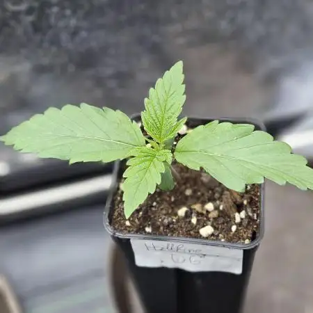 Hellfire OG - Guerilla Grow
