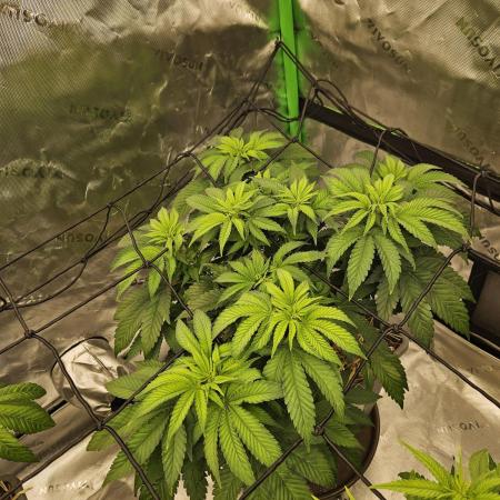 Candy Clouds - Nordkraut