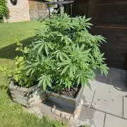 Slushberry Mintz - Outdoor vs Indoor