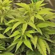 Candy Clouds - Nordkraut